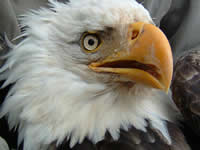 Bald Eagle Characteristics