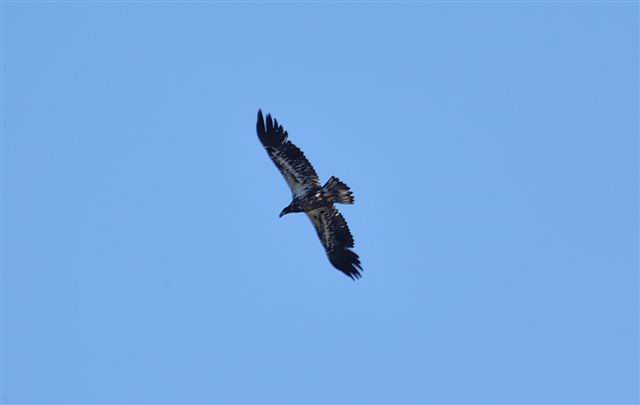 Bald Eagle