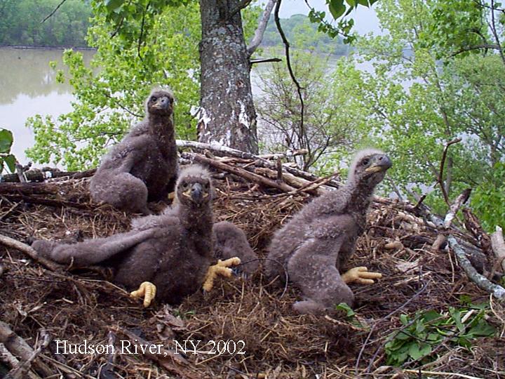 Bald eagle Nesting Behavior