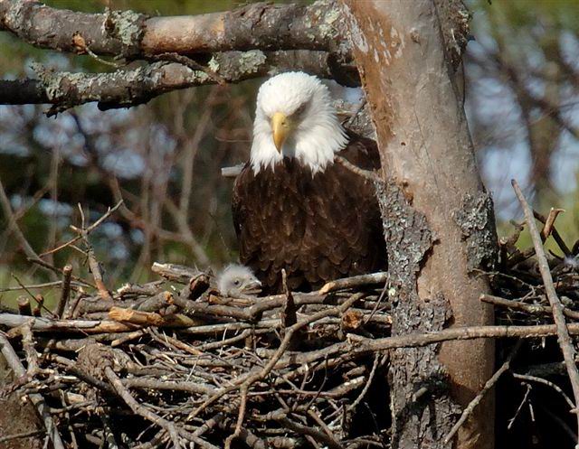Bald Eagle