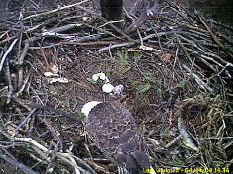 Bald Eagle