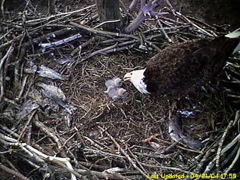 Bald Eagle