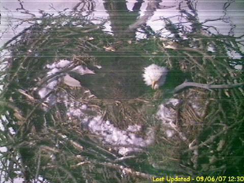 Bald Eagle