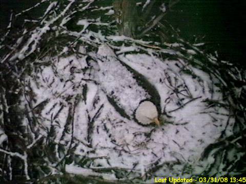 Bald Eagle