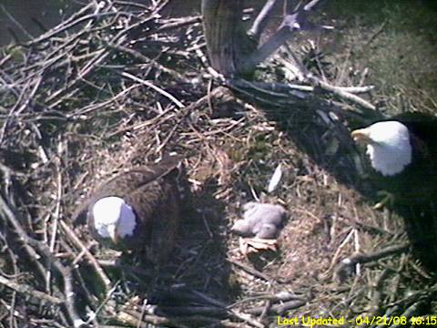 Bald Eagle