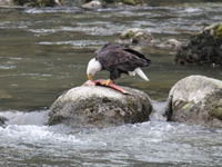 Bald Eagle Fishing