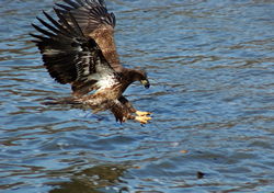 immature eagle