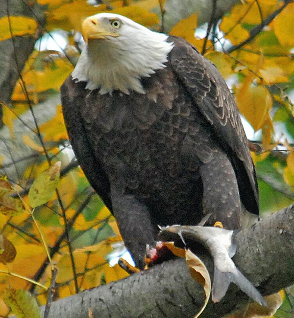 adult eagle on roost