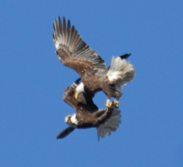 Eagle Territory