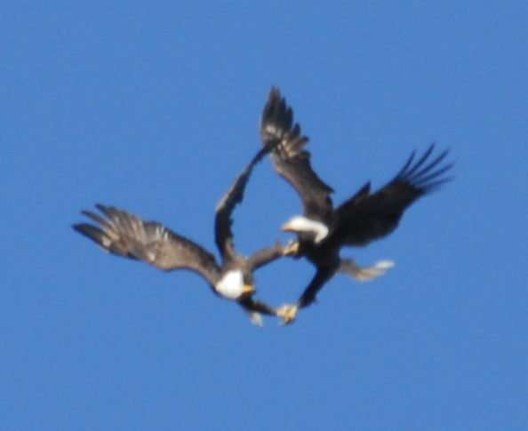 Eagle Territory
