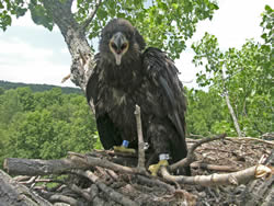 fledglings