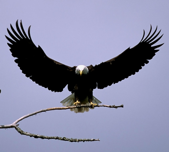 Bald Eagle