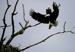 Bald Eagle