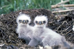 nestlings
