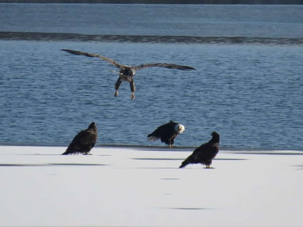 Bald Eagle