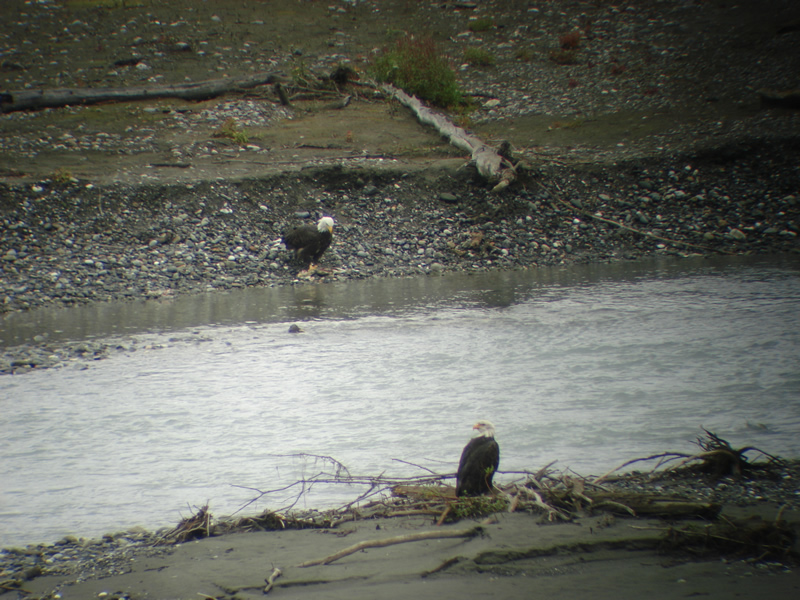 Bald Eagle