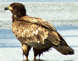 fledgling