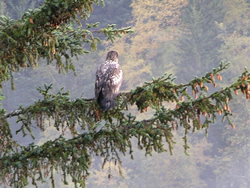fledgling