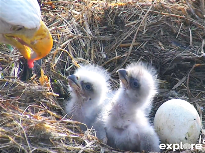 Bald Eagle and Eaglets