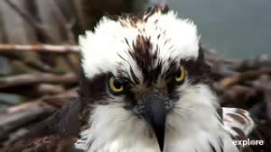 Osprey Nest