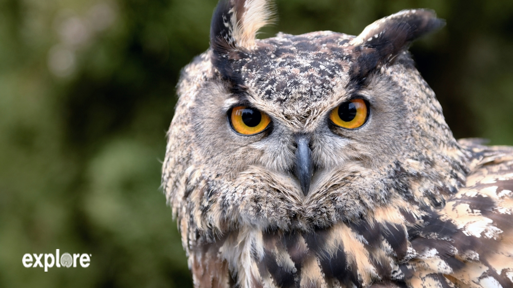 Great Horned Owl