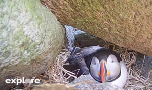 Puffin