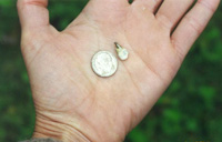Fecal Sac from Housewren