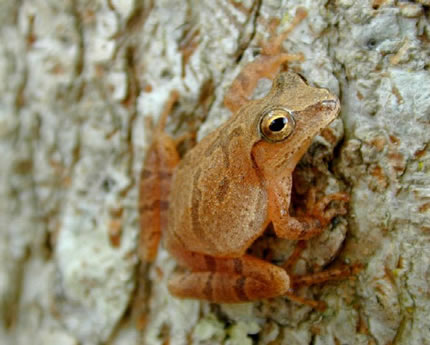 Frog: Spring Peeper by USGS