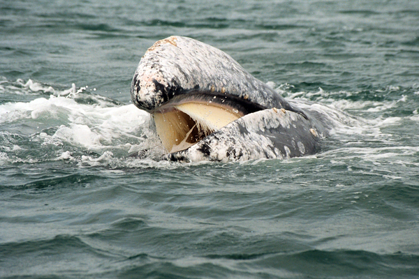 Baby gray whale shows baleen.