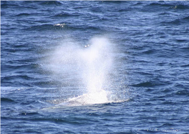 Gray whale blow in the shape of a heart