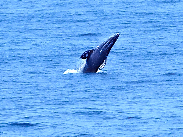 Breeching gray whale