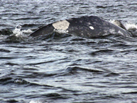 Gray whale named Patch, identified by his markings