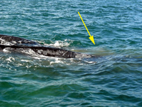 The arrow points to a mud circle on the water's surface by a gray whale