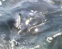 What do gray whales eat?