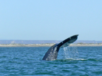 Gray whale tail as it dives