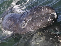 This baby gray whale is 20-30 days old.