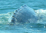 Dorsal ridges on young gray whale