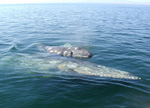 Baby gray whale rides on mom's flipper