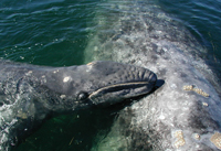 Gray whale mother and baby in nursery lagoon