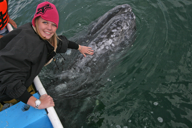 Chelsea touches a baby gray whale's skin in Laguna Ojo de Liebre, Mexico.