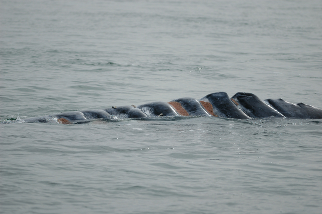 Lice are shown on the grooves from a propeller wound. on a gray whale.
