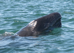 Baby gray whale