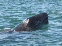 Baby gray whale