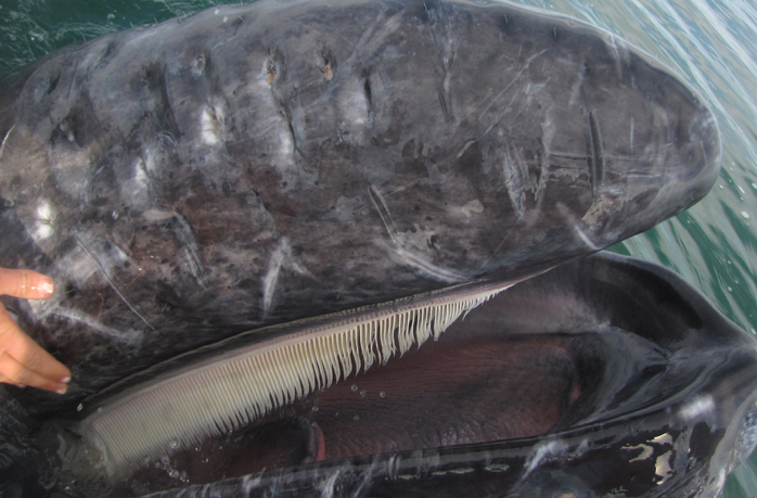 Baby gray whale with open mouth showing baleen and tongue