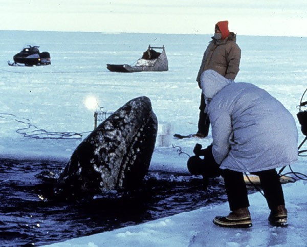 Volunteers work to open an ice path so a whale can migrate.