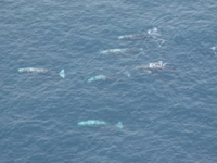 A herd of gray whales in Alaska: view from an airplane