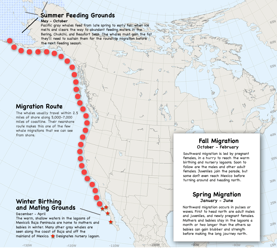 Gray Whale Migration Map