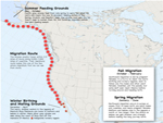 gray whale route map