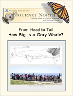 How big is a gray whale? Slideshow, photo gallery and teaching suggestions