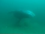Young gray whale swims near the ocean floor.